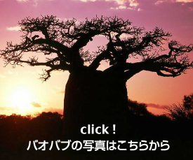 バオバブ写真